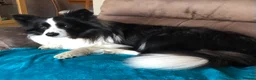 Border Collie dogs for sale: Beautiful border collie female  in Nottingham - Advert 8