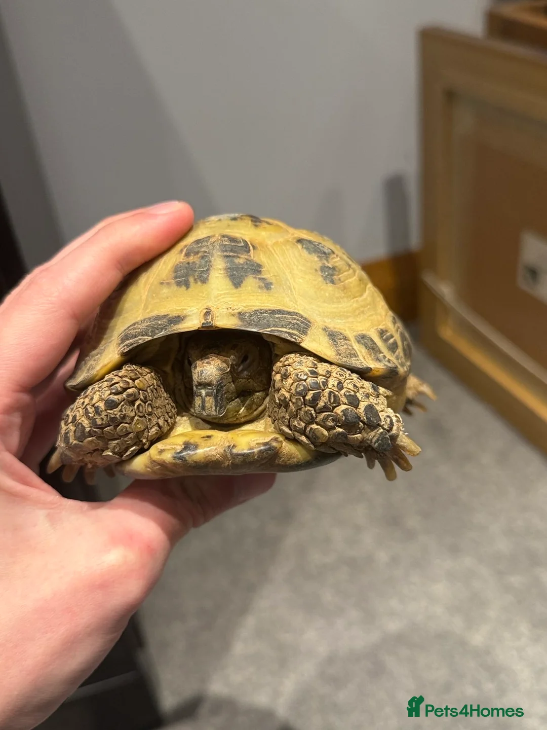 Tortoise reptiles for sale: 2 horsefield tortoises  - Advert 7