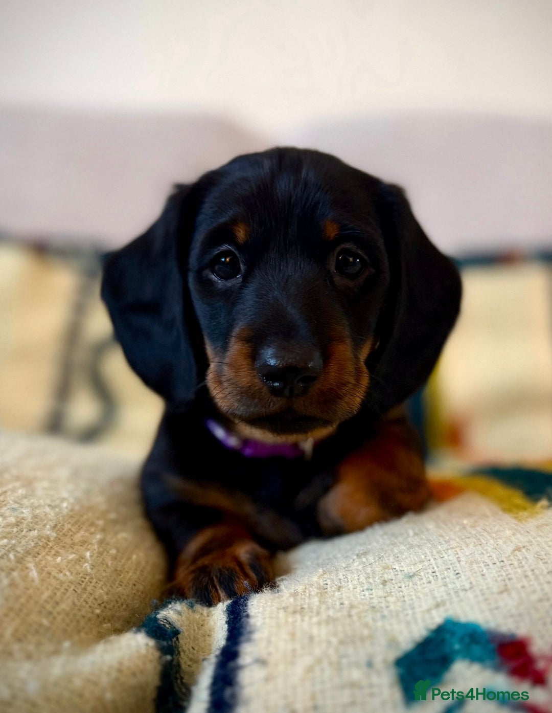 Dachshund dogs for sale: Beautiful Dachshund Puppies – KC Registered Lines - Advert 10