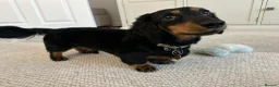 Miniature Dachshund dogs for stud: KC Longhaired Black & Tan Miniature Dachshund stud - Advert 7