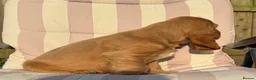 Cocker Spaniel dogs for sale: Gold Boy- Quality Simbawood Lines TRUE SHOW Cocker - Advert 8