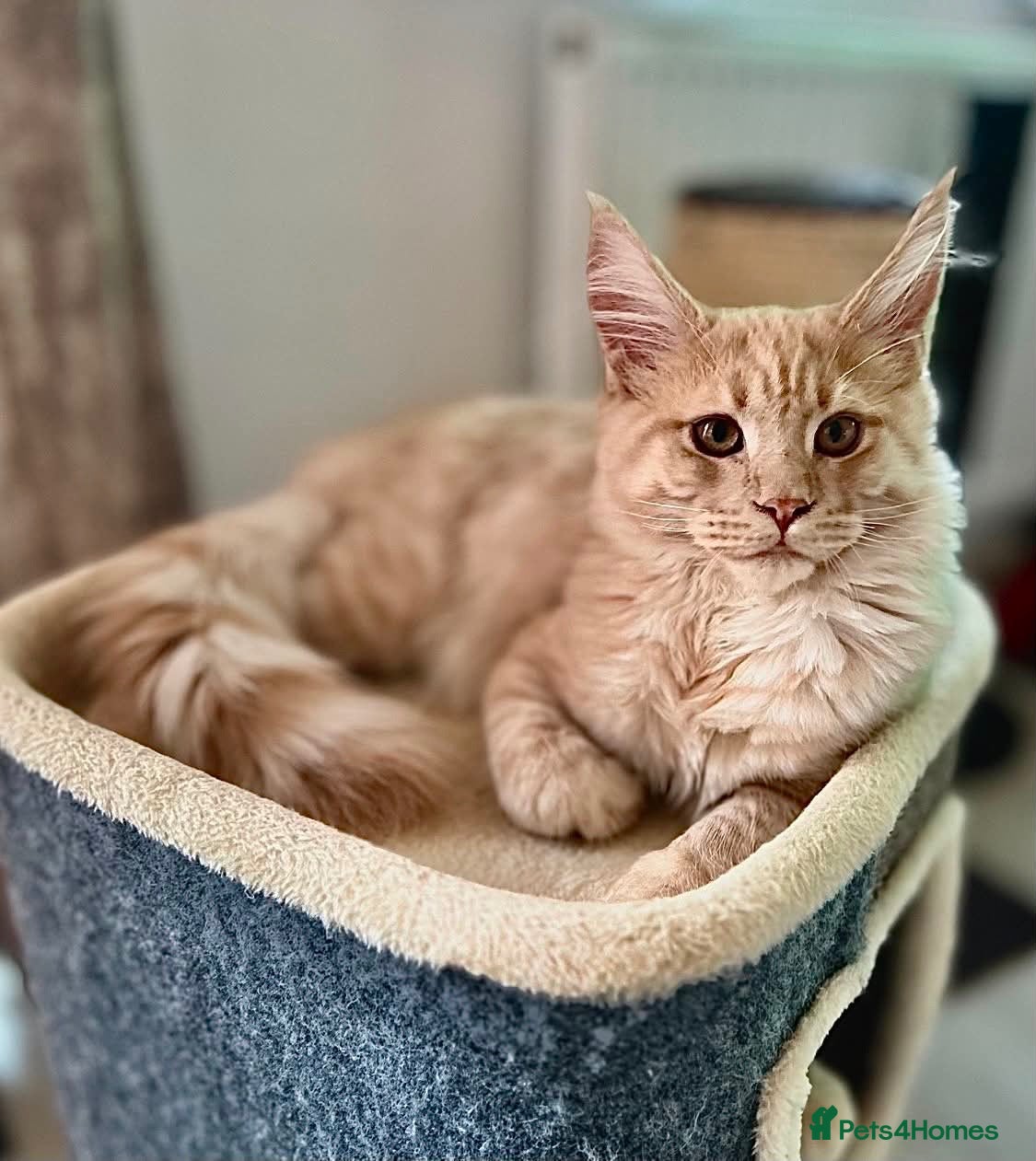 Maine Coon cats Beautiful Maine Coon kittens for sale. Two boys.🦁 - Advert 2