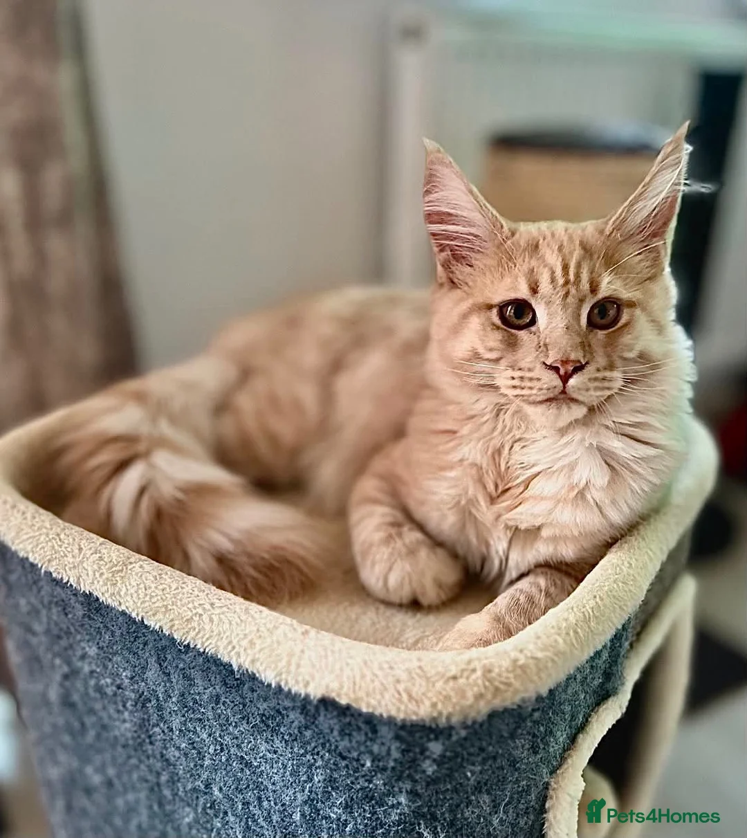 Maine Coon cats for sale: Beautiful Maine Coon kittens for sale. Two boys.🦁 - Advert 2