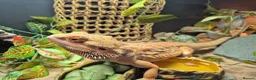 Bearded Dragon reptiles for sale: Bearded dragon for sale - Advert 6