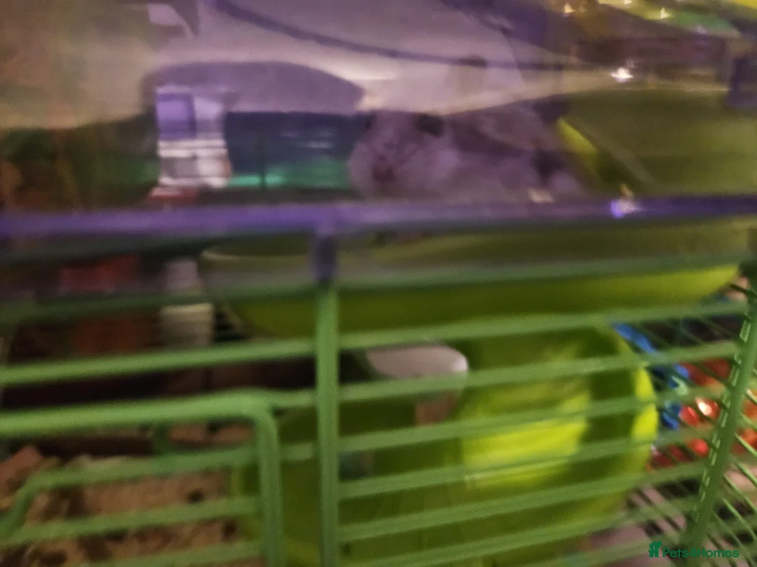 Hamster rodents for sale: Two female Russian dwarf hamsters with full set up - Advert 4