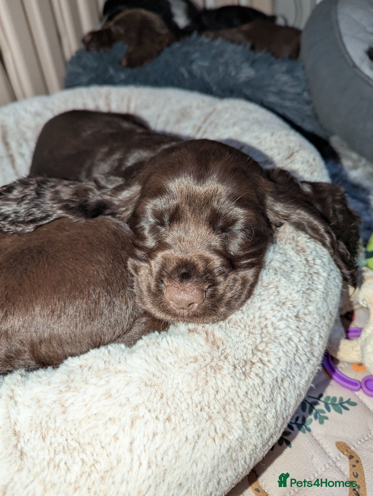 Cocker Spaniel dogs COCKER SPANIEL PUPPIES LOOKING NEW HOME 🏡 - Advert 10