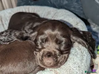Cocker Spaniel dogs COCKER SPANIEL PUPPIES LOOKING NEW HOME 🏡 - Advert 12