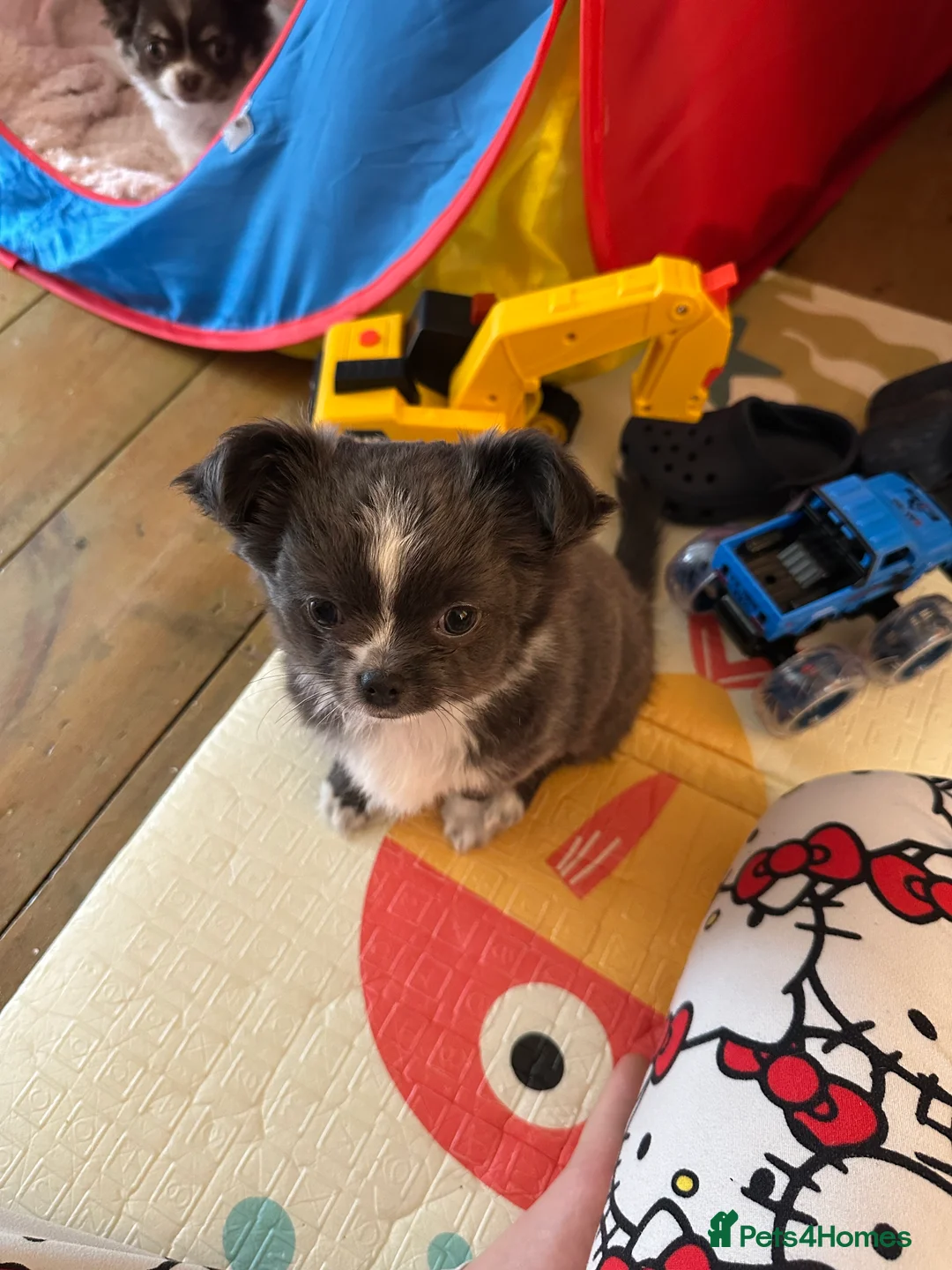 Chihuahua dogs for sale: Chihuahua long coat  - Advert 1