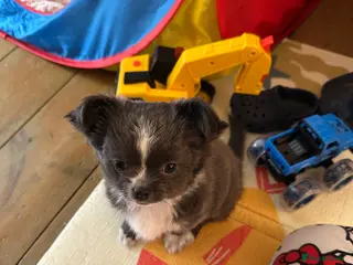 Chihuahua dogs Chihuahua long coat - Advert 1