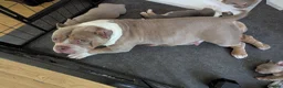 American Bully dogs for sale: Cowboyline pocket bullies (11 weeks old) - Advert 7