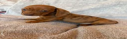 Dachshund dogs for sale: 4 adorable dachshund pups 3 boys 1 girl  - Advert 5