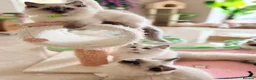 Ragdoll cats for sale: Elite Champion Lines TICA reg Ragdoll kittens - Advert 5