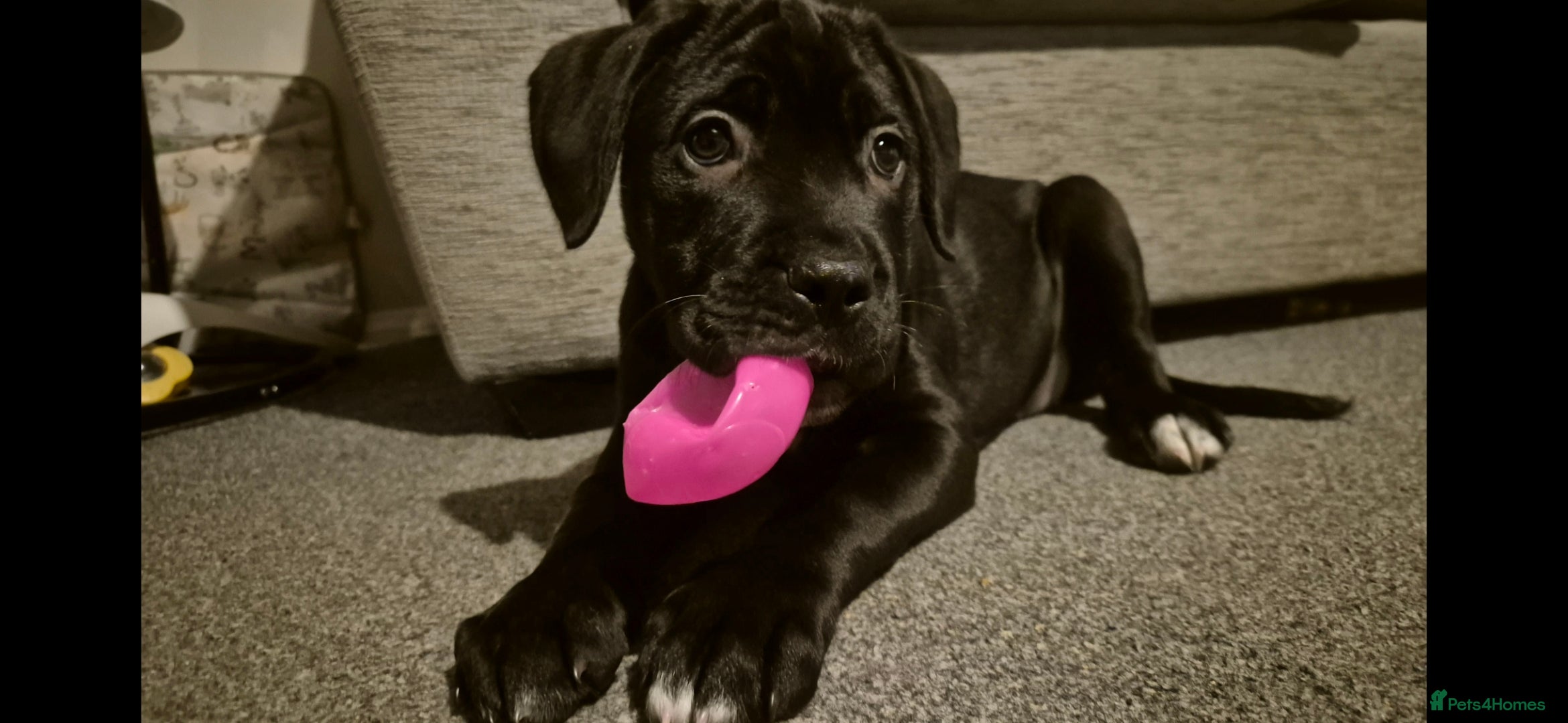 Cane Corso dogs Full breed cane corso.  - Advert 11