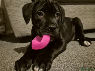 Cane Corso dogs Full breed cane corso. - Advert 17