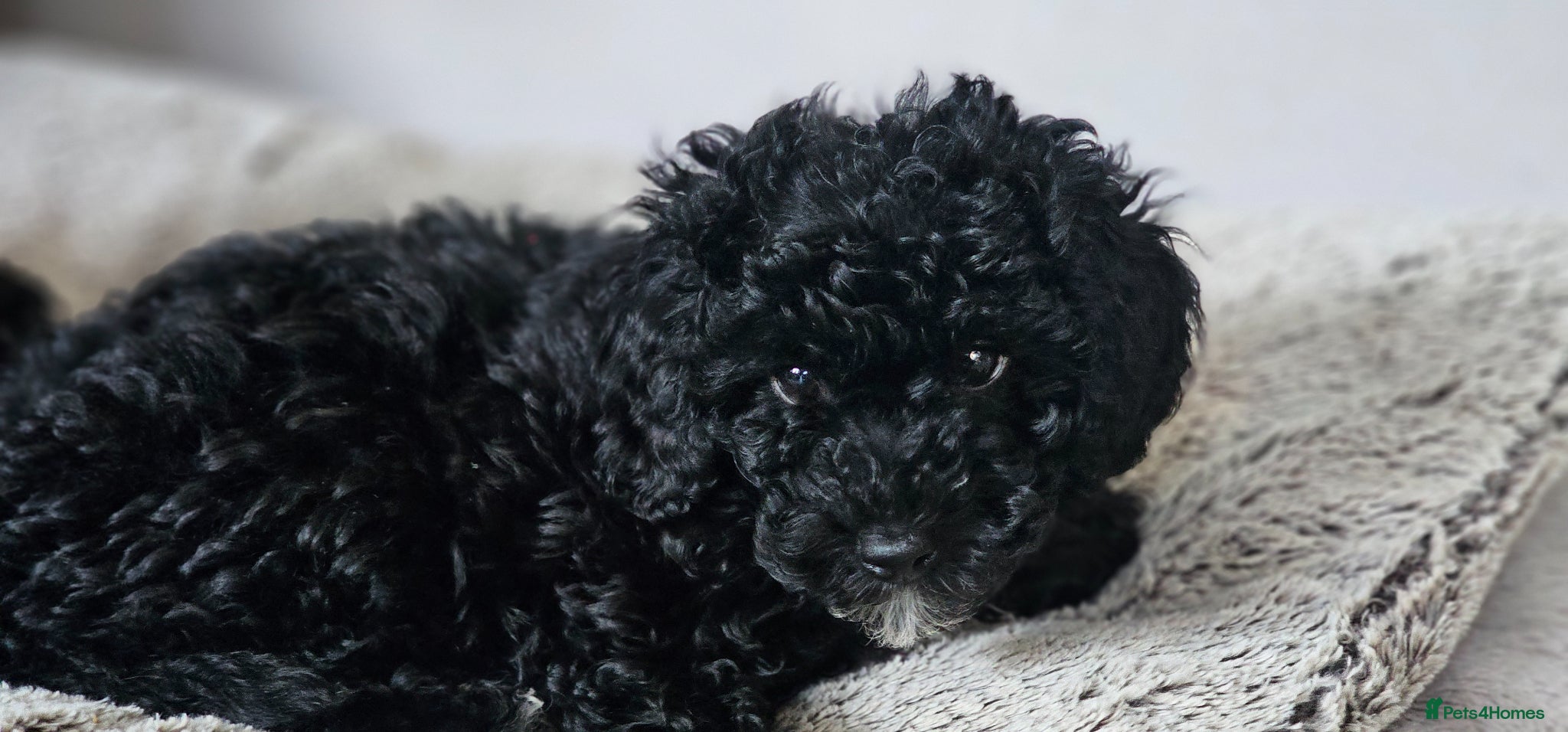 Cockapoo dogs 1x Toy Cockapoo - Passed all vet checks - Advert 17