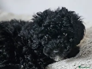 Cockapoo dogs 1x Toy Cockapoo - Passed all vet checks - Advert 17