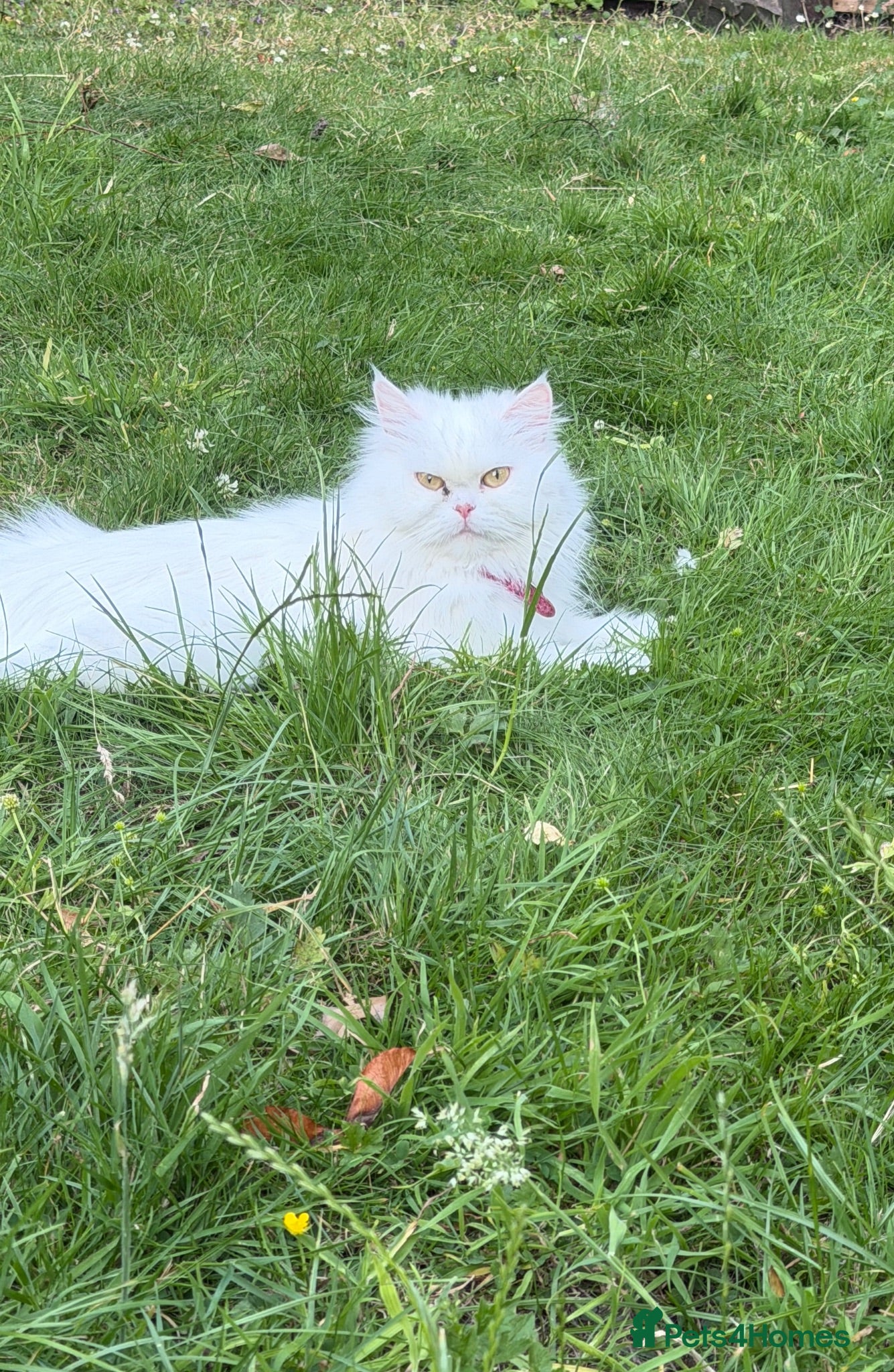 Persian cats     Beautiful Persian Cat - Advert 1