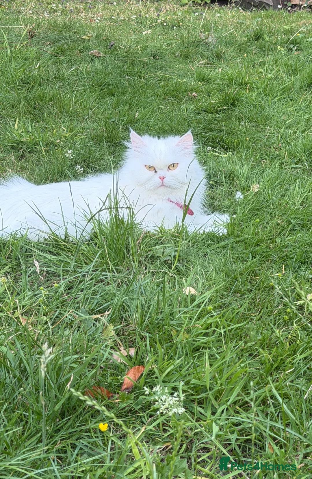 Persian cats for sale:     Beautiful Persian Cat - Advert 1