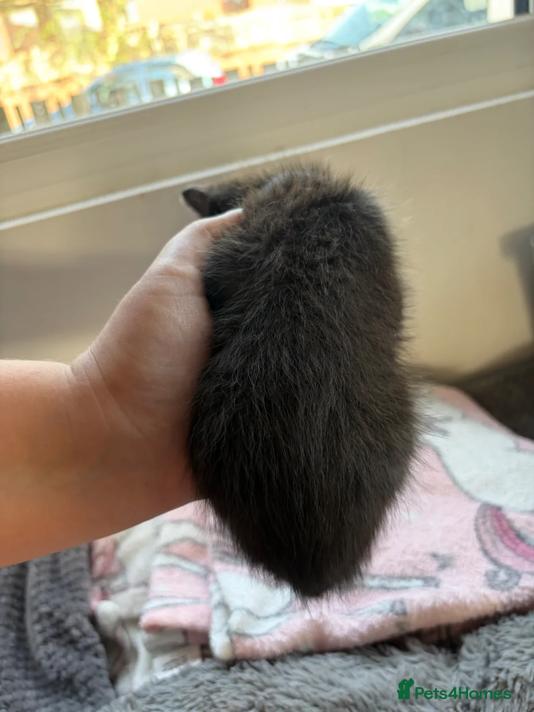 Mixed Breed cats for sale: Stunning Tabby kittens - Advert 19
