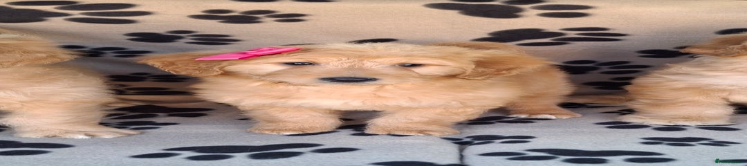Goldendoodle Puppy 2