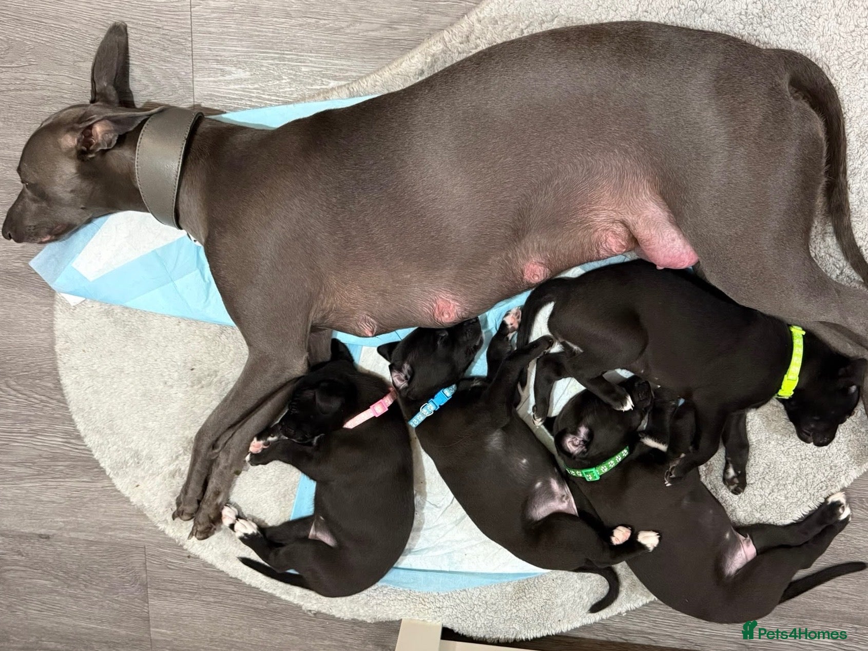 Whippet dogs KC black with white tip Whippet puppies - Advert 2
