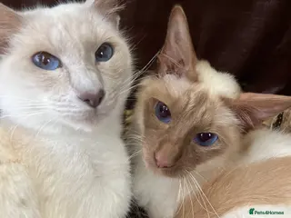 Siamese cats 2 sisters - Advert 1