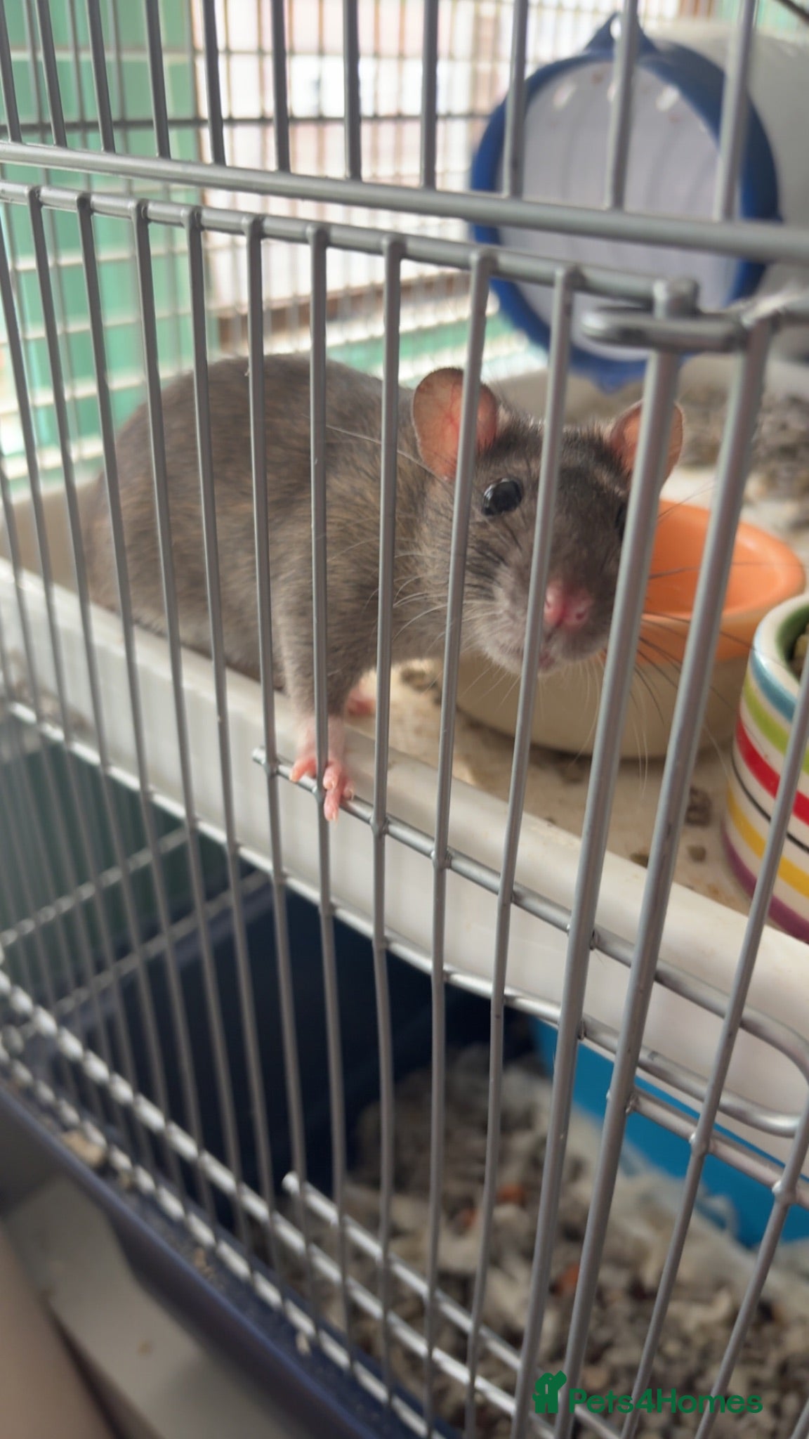 Rat rodents female rats  - Advert 1