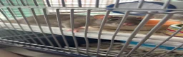 Rat rodents for sale: female rats  in Bridgnorth - Advert 1