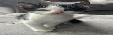 Mixed Breed Kitten 2