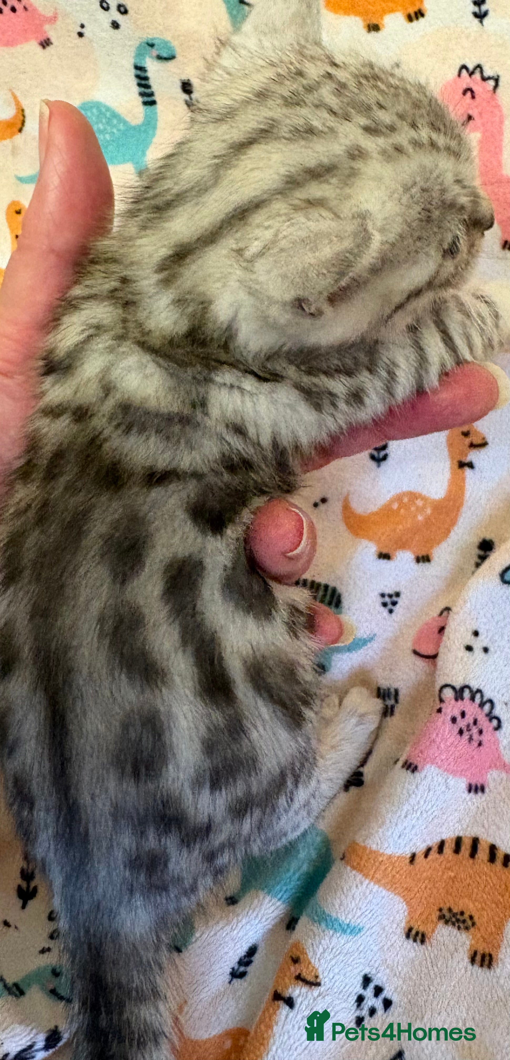 Bengal cats Stunning Tica reg Bengal kittens  - Advert 4