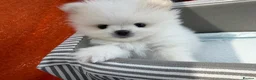 Pomeranian dogs for sale: 🌹Stunning KC white fluffy boy for a loving home🌹 - Advert 5