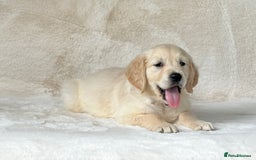Golden Retriever dogs for sale: Stunning golden retriever puppies for sale  - Image 14