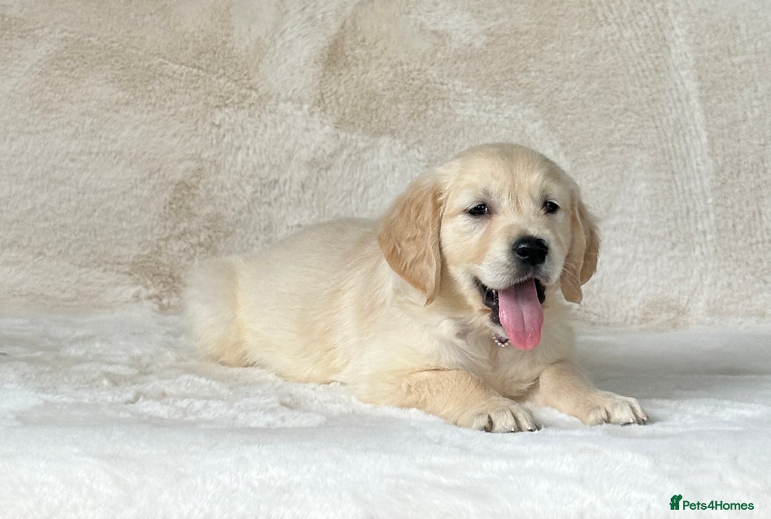 Golden Retriever dogs for sale: Stunning golden retriever puppies for sale  - Image 14