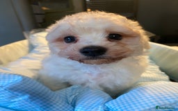 Bichon Frise dogs for sale: Beautiful kc registered bichon frise - Image 5