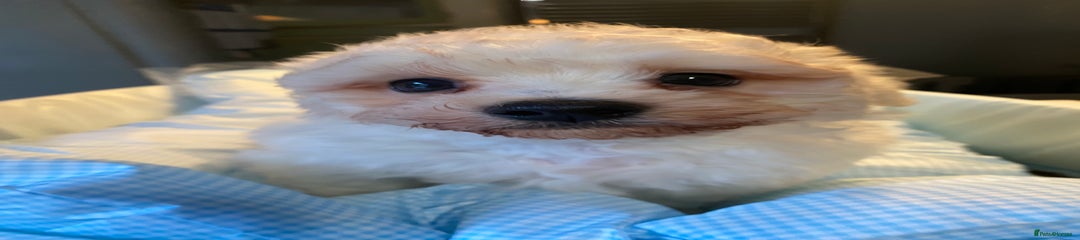 Bichon Frise Puppy 1
