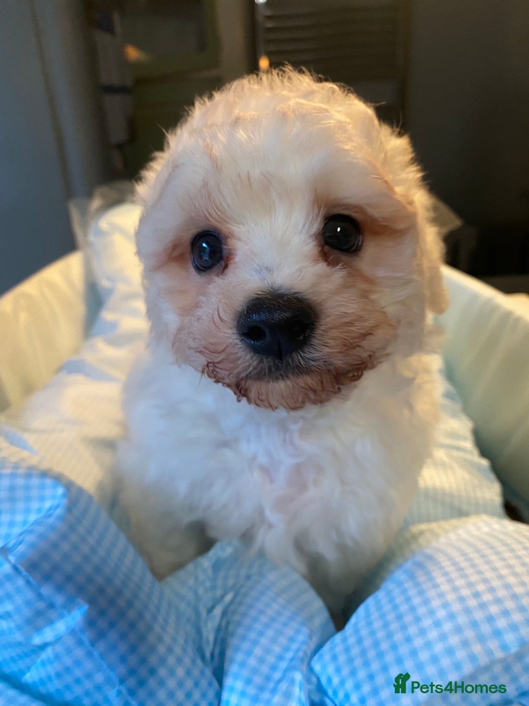 Bichon Frise dogs for sale: Beautiful kc registered bichon frise - Image 5