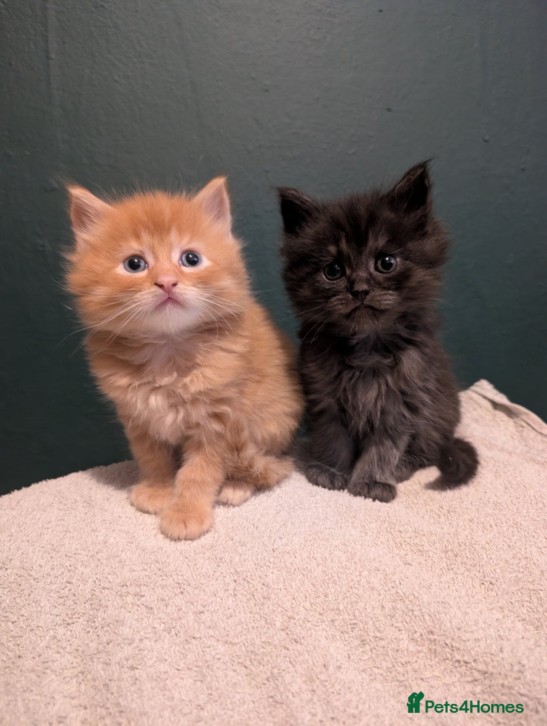 Maine Coon cats for sale: Beautiful Maine Coon kittens  - Advert 4