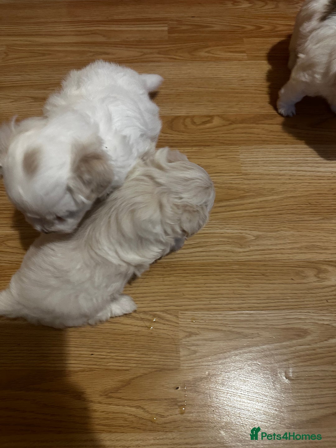 Zuchon dogs for sale: Zuchon puppies for sale  - Image 8