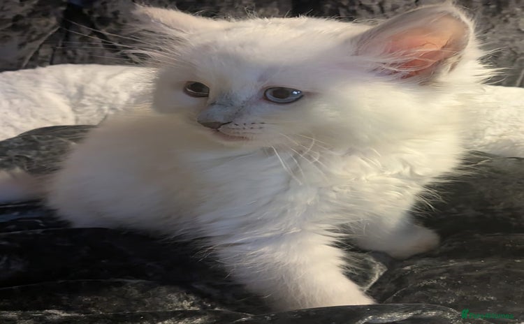 Ragdoll cats - Advert 2