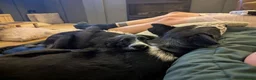 Mixed Breed dogs for adoption: Meet Dragon, currently residing in Nottingham  in Nottingham - Advert 5