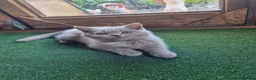 Scottish Fold cats for sale: Last Kittens – Don't Miss Out  - Advert 8