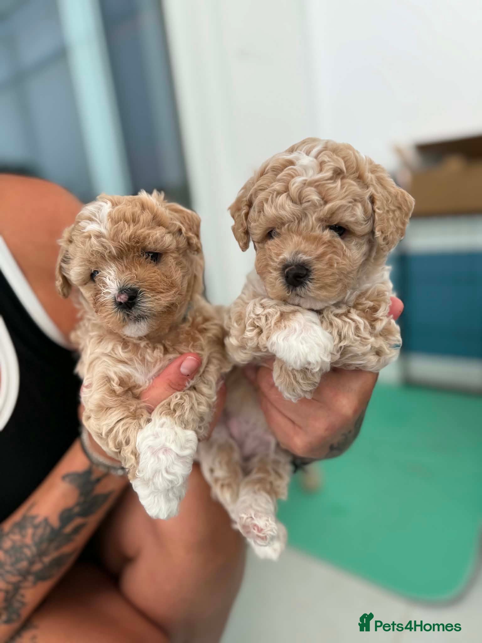 Poochon dogs Poochon Puppies - Advert 2