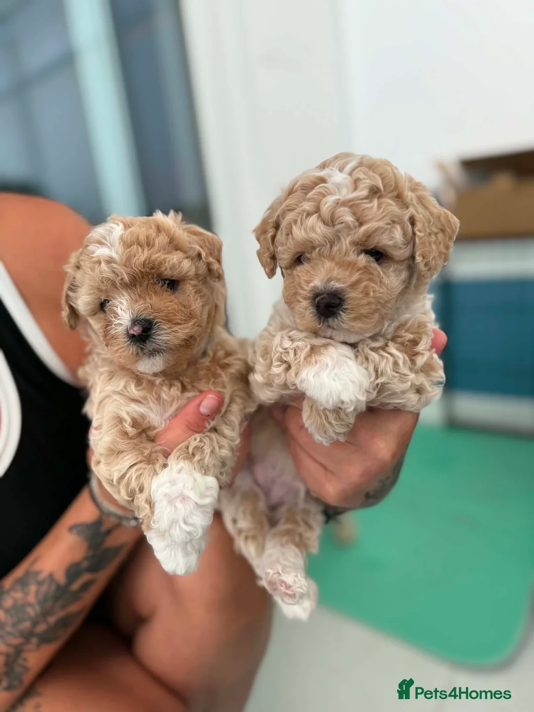 Poochon dogs for sale: Poochon Puppies in Troon - Advert 2