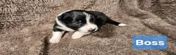Border Collie dogs for sale: Border collie puppies  - Advert 4