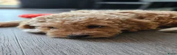 Mini Goldendoodle dogs for sale: Toy Goldendoodle Pups✨READY TO GO TO FOREVER HOMES - Advert 4