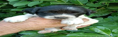 English Springer Spaniel 5