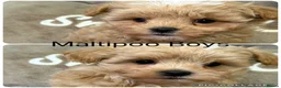 Maltipoo dogs for sale: Maltipoo Babies  - Advert 6