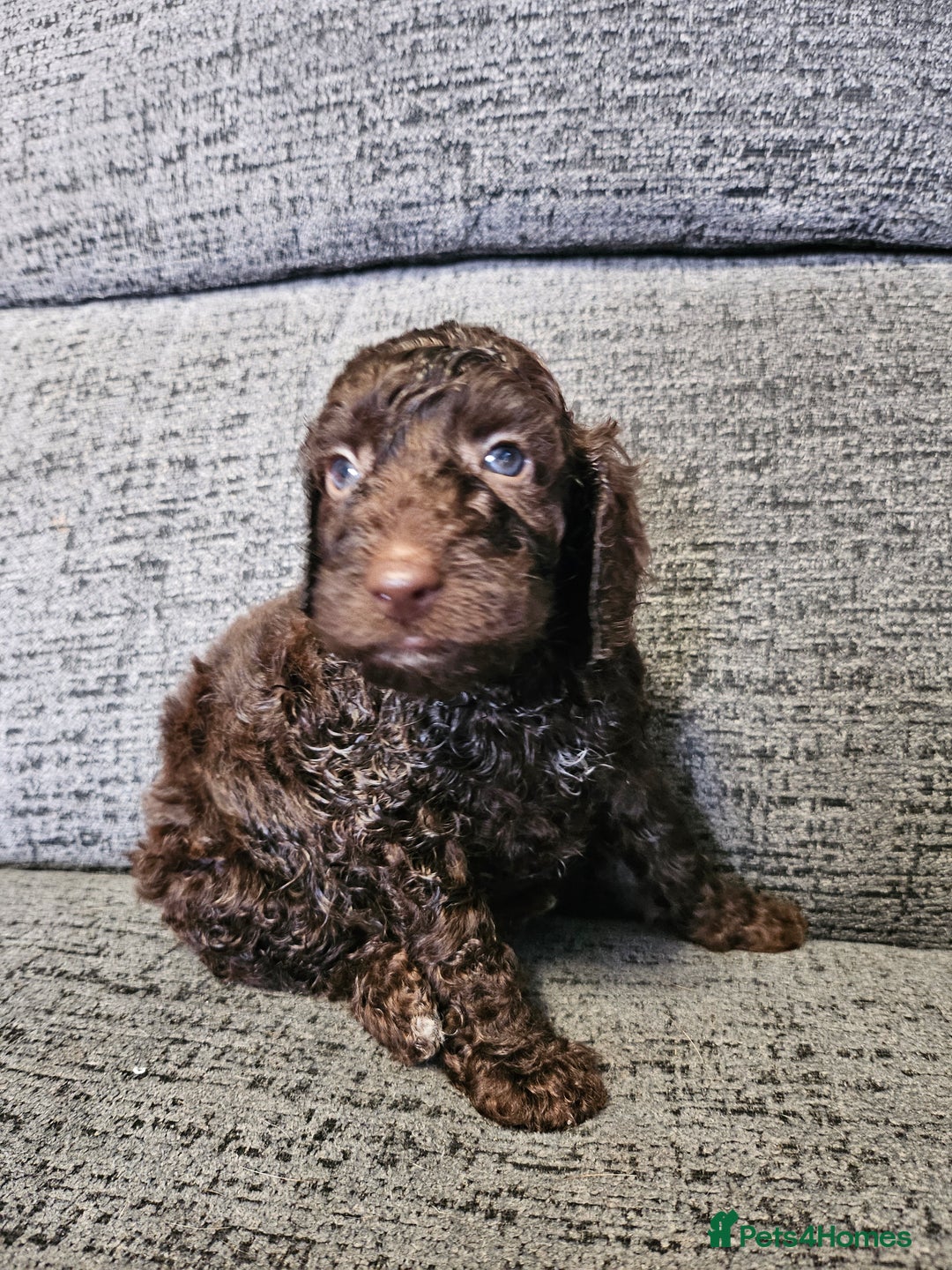 Cockapoo dogs for sale: Cockapoo puppies 2LEFT - Image 6