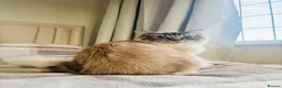 Ragdoll cats for sale: Ragdoll for sale - Advert 3