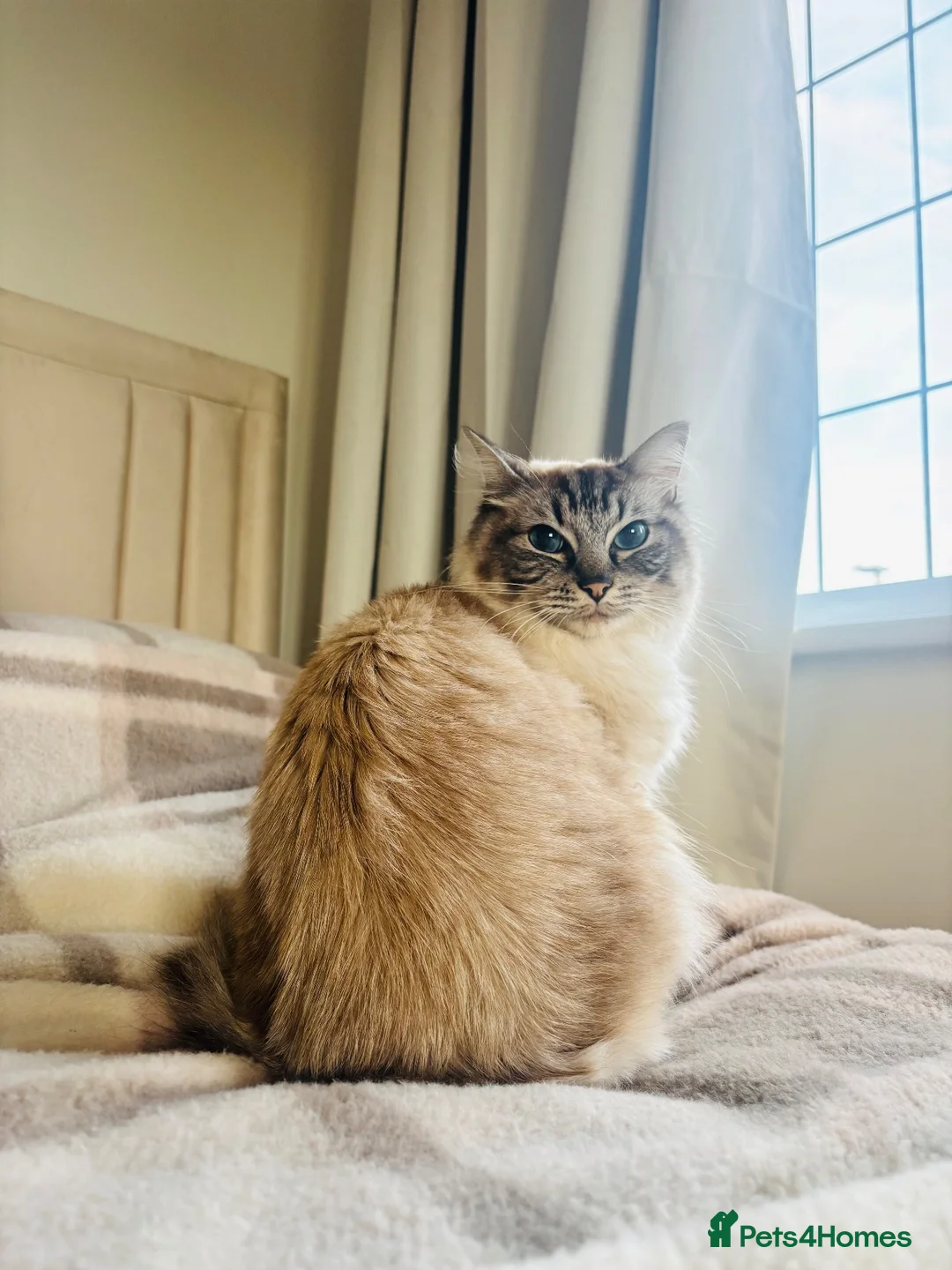 Ragdoll cats for sale: Ragdoll for sale - Advert 3
